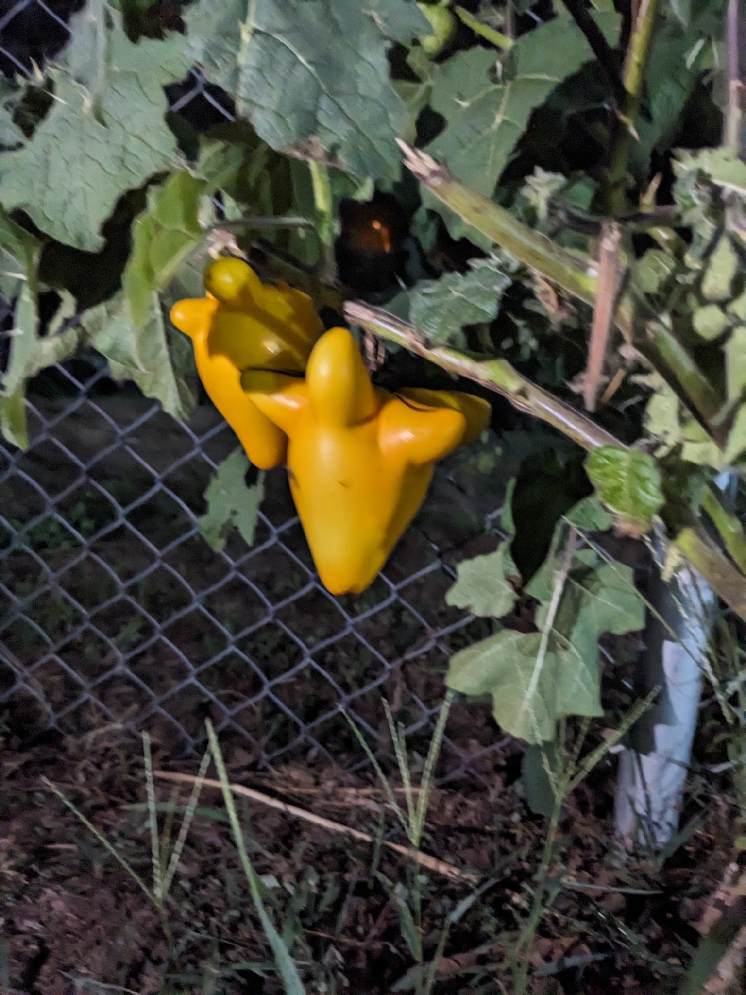 Imagem de Pé-de-melancia
