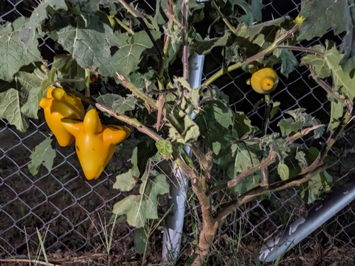 Pé-de-melancia