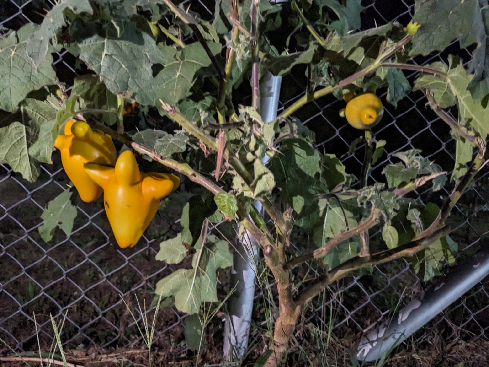 Imagem de Pé-de-melancia
