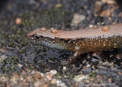 Ceylon Tree Skink photo 2