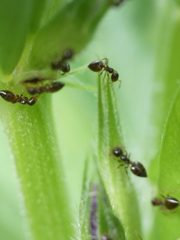Crematogaster sordidula