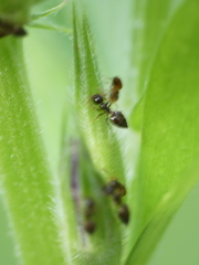 Crematogaster sordidula