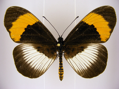 Acraea poggei nelsoni