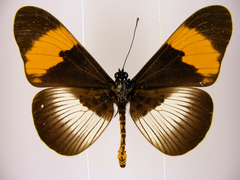 Acraea poggei nelsoni