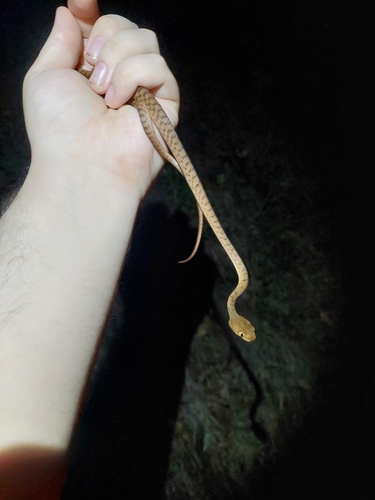 Brown Tree Snake sighting
