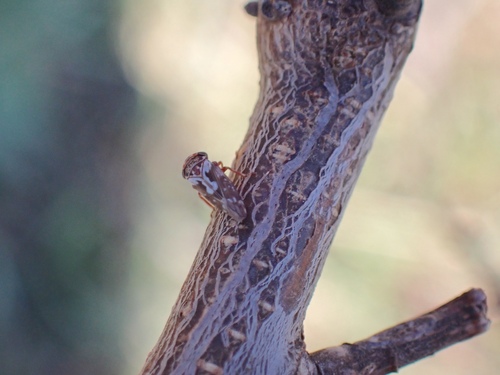 Balcanocerus pruni