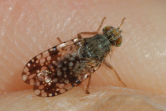 Tephritis matricariae