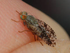 Tephritis matricariae