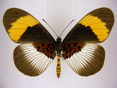 Acraea poggei nelsoni