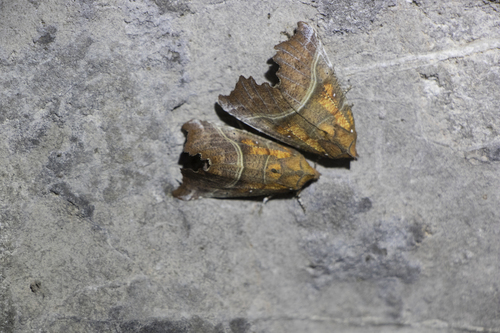 Photo of Herald Moth (Scoliopteryx libatrix)