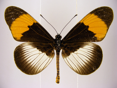 Acraea poggei nelsoni