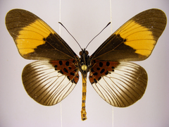 Acraea poggei nelsoni
