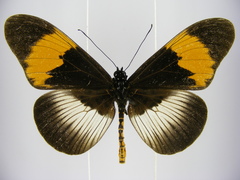 Acraea poggei nelsoni