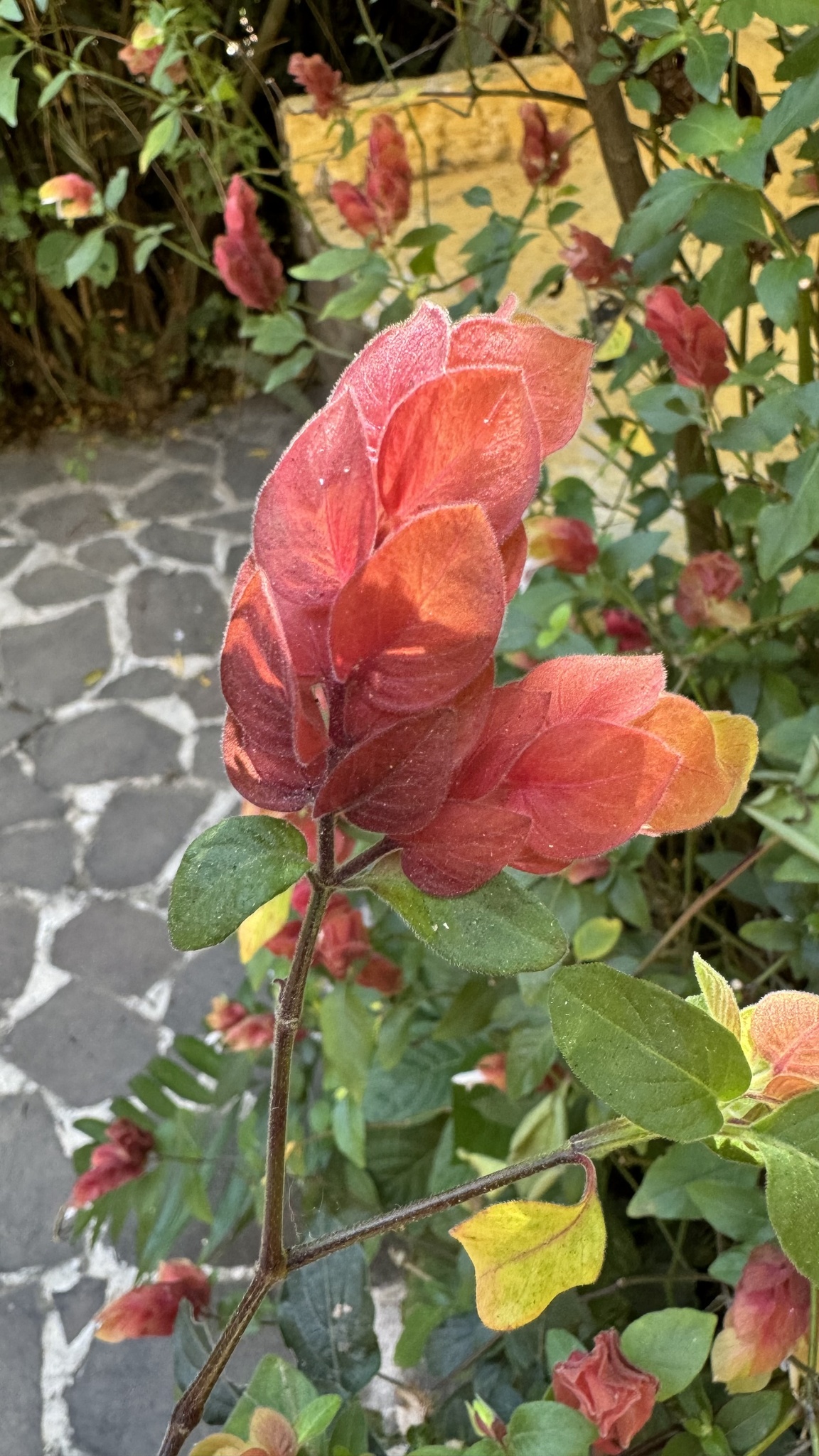 Imagem de Camarão-vermelho