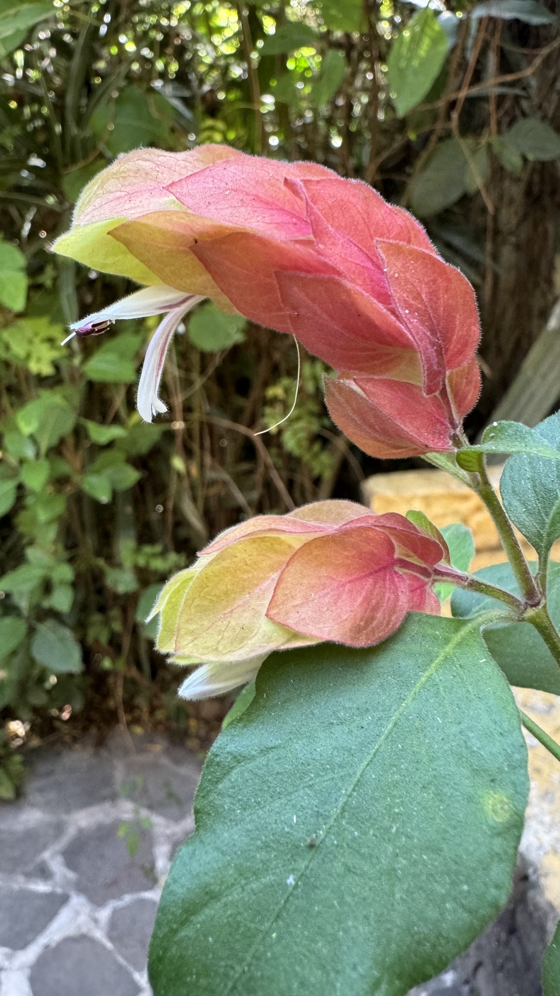 Imagem de Camarão-vermelho