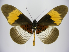 Acraea poggei nelsoni