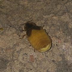 Lamprohiza mulsantii