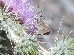 Atrytonopsis pittacus
