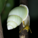 Amphidromus atricallosus temasek - Photo (c) benanimalia,  זכויות יוצרים חלקיות (CC BY-NC)