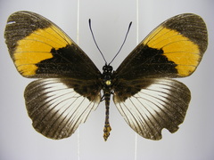 Acraea poggei nelsoni
