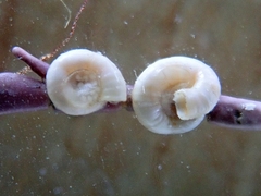 Spirorbis corallinae image