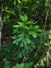 Cupania americana