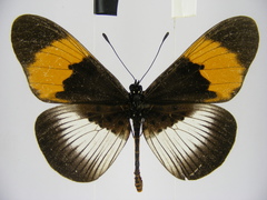 Acraea poggei nelsoni