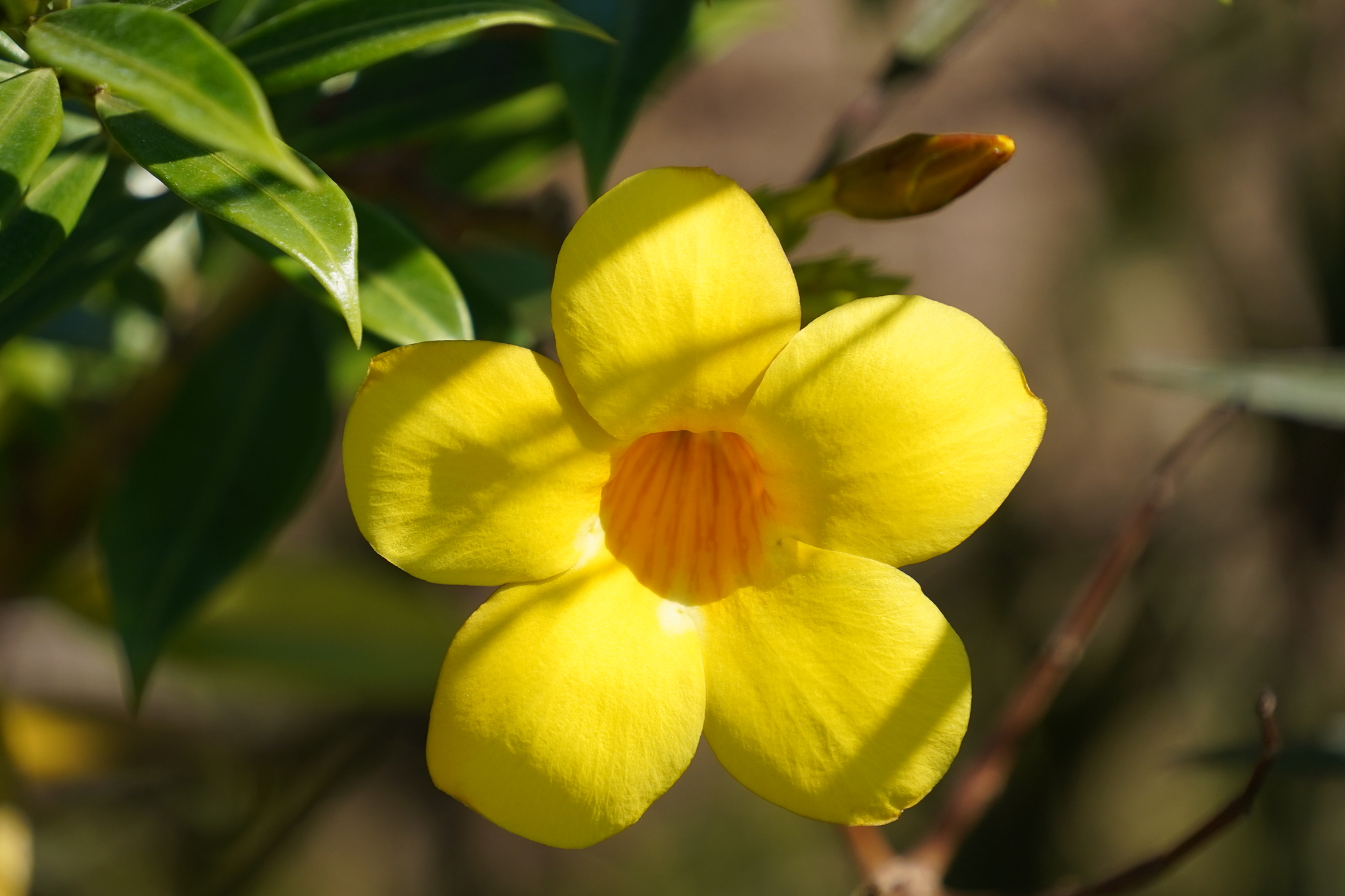 Imagem de Alamanda