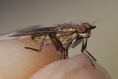 Pherbellia cinerella