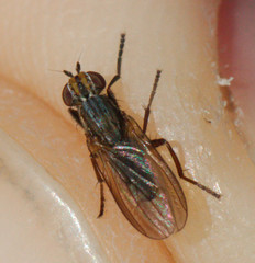 Pherbellia cinerella