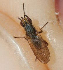 Pherbellia cinerella