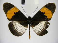 Acraea poggei nelsoni