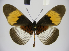 Acraea poggei nelsoni