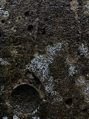 Myriolecis semipallida