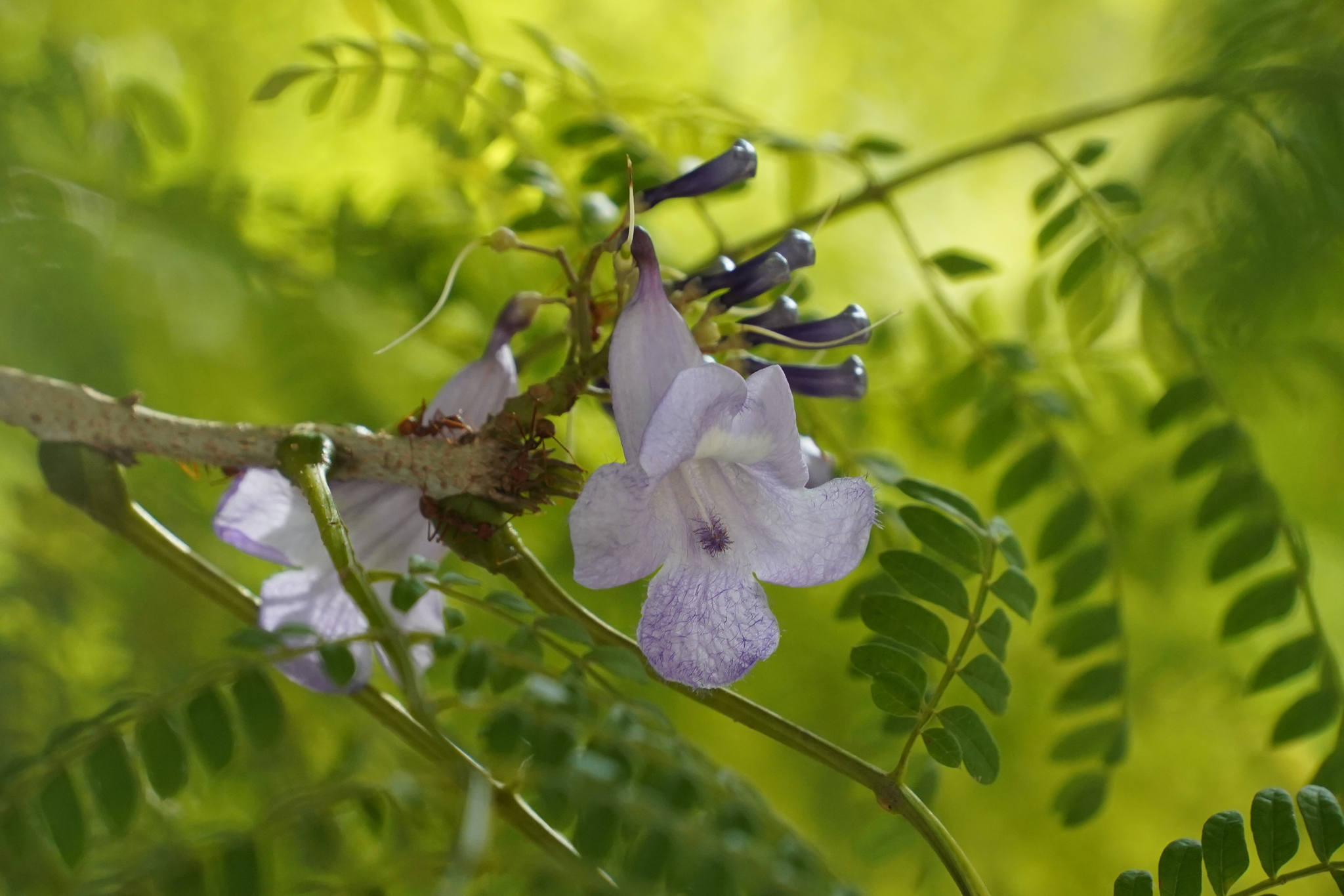 Imagem de Jacarandá