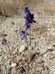 Delphinium parishii subglobosum