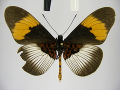 Acraea poggei nelsoni