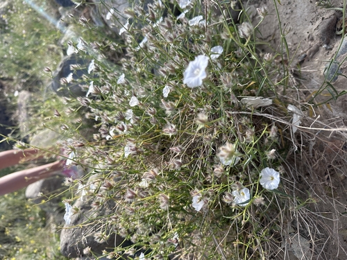 Convolvulus virgatus, photograph 5