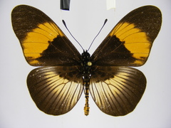 Acraea poggei nelsoni