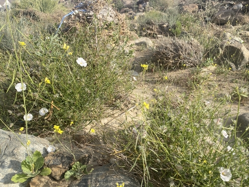 Convolvulus virgatus, photograph 4