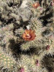 Cylindropuntia wolfii