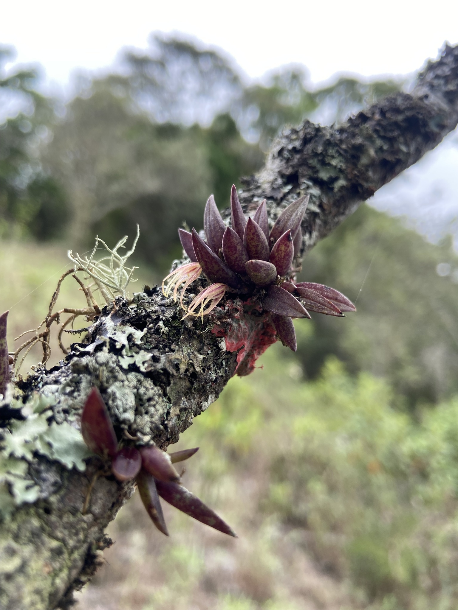 Octomeria aloifolia