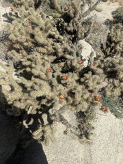 Cylindropuntia wolfii