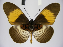 Acraea poggei nelsoni