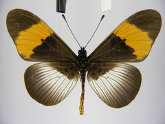 Acraea poggei nelsoni