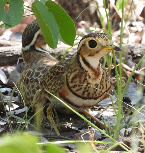 Three-banded Courser (Rhinoptilus cinctus), photo 7