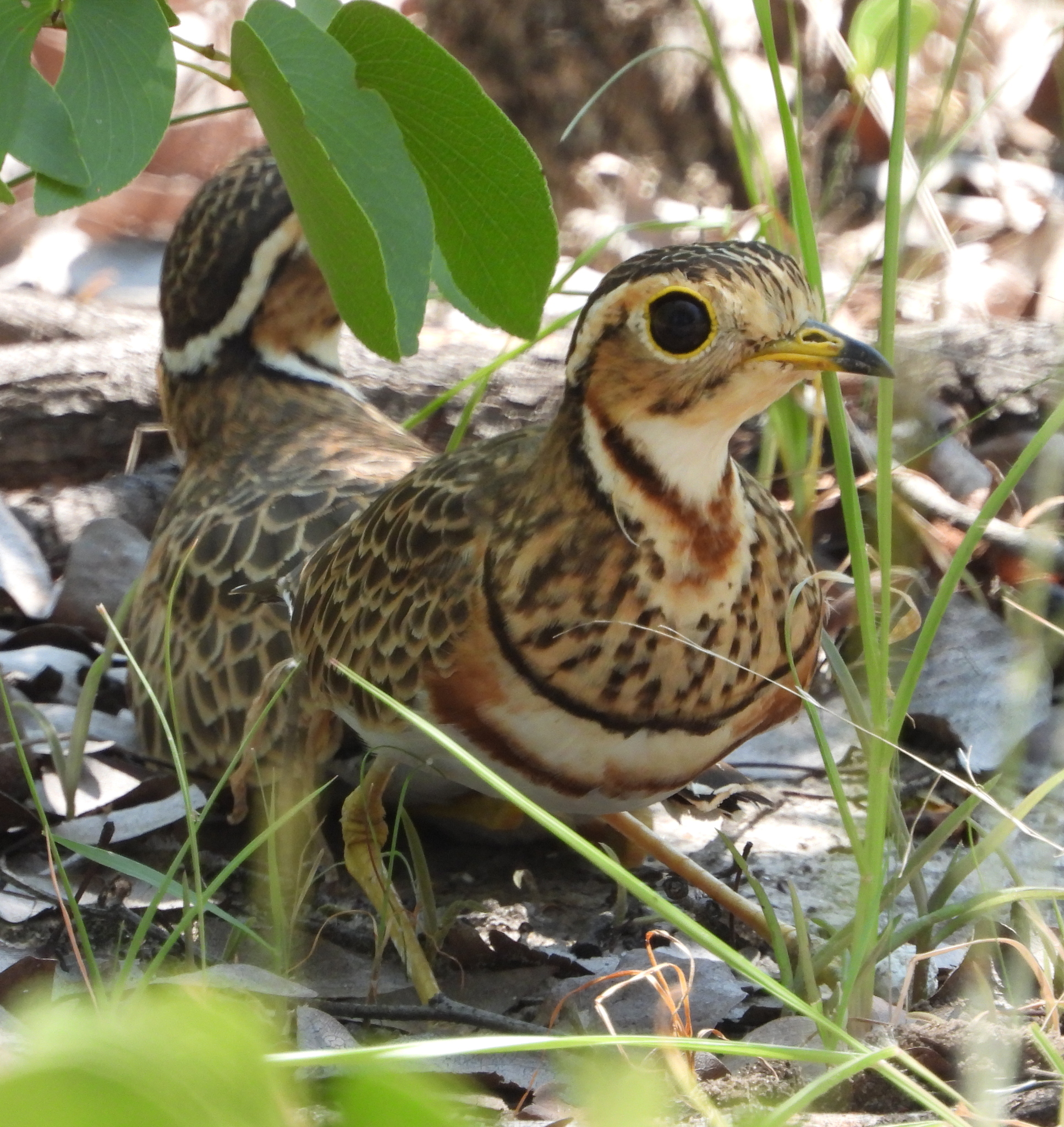 Three-banded Courser (Rhinoptilus cinctus), photo 5