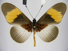 Acraea poggei nelsoni