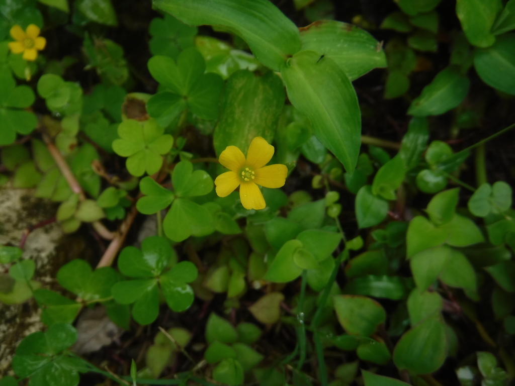 Oxalis thelyoxys