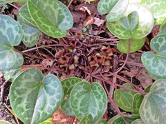 Hexastylis naniflora